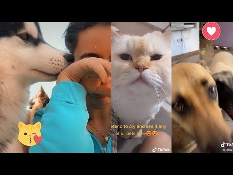 Video: Pet Sangkar: Anjing yang Menangis dalam Video Sedih Dapat Mengadaptasi, Kitten Terperangkap Dihidupkan dari Lubang Manusia