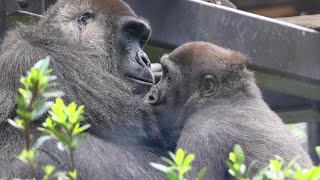 A Week in the Momotaro Family. Summary video of memorable scenes (4/21-4/27) by きょうのゴリラ Gorilla today 1,107 views 1 day ago 35 minutes