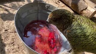 Kea parrots enjoying berry ice lollies at Paradise Park in Cornwall