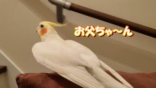 【オカメインコ】お父ちゃんの帰りを待ちわびるオカメインコのはな　　pinohana