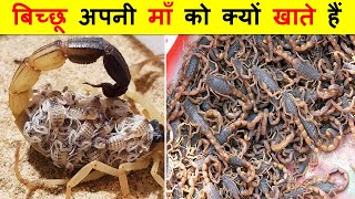 बिच्छू का जन्म कैसे होता है ? जन्म के बाद बच्चे माँ को क्यों खा जाते हैं ? SCORPION LIFE CYCLE.