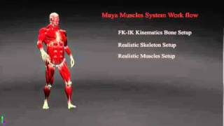 maya muscles work flow