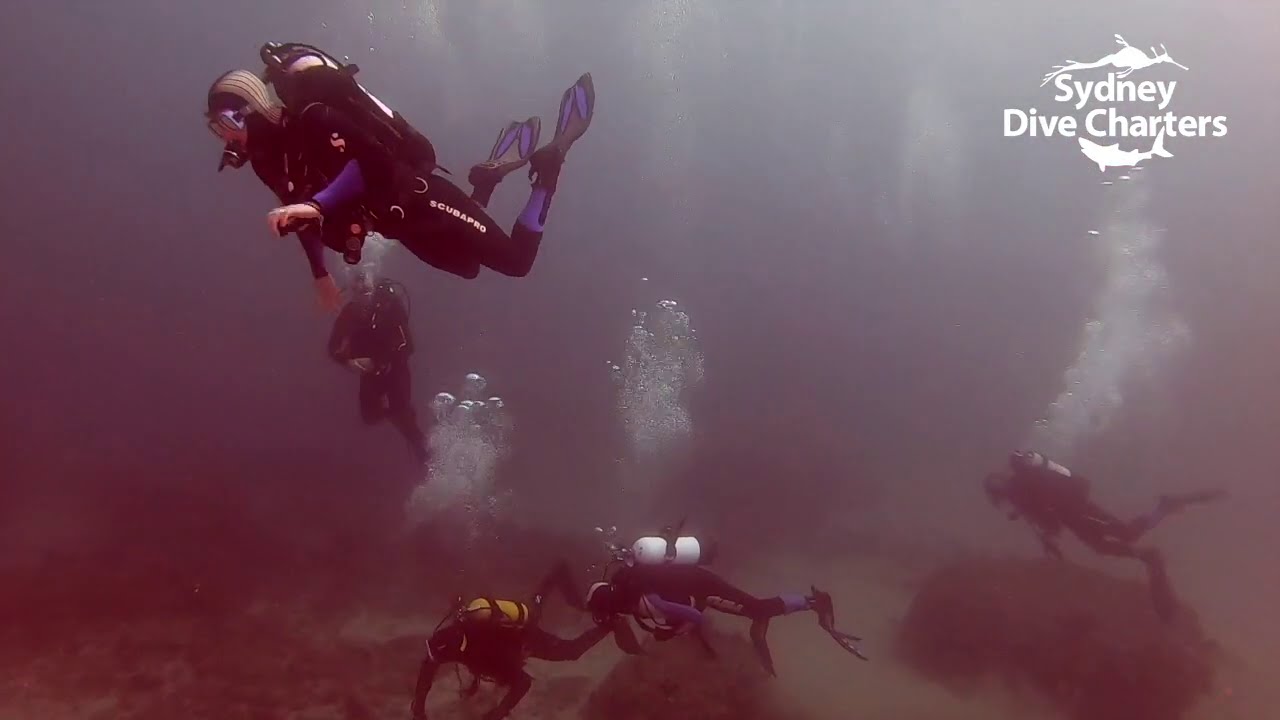 Dive Sydney scuba diving recreational divers clear water Bluefish Point best dive site
