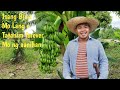 How to plant Banana ||Paano mag tanim ng saging na saba ||Buhay Probinsya