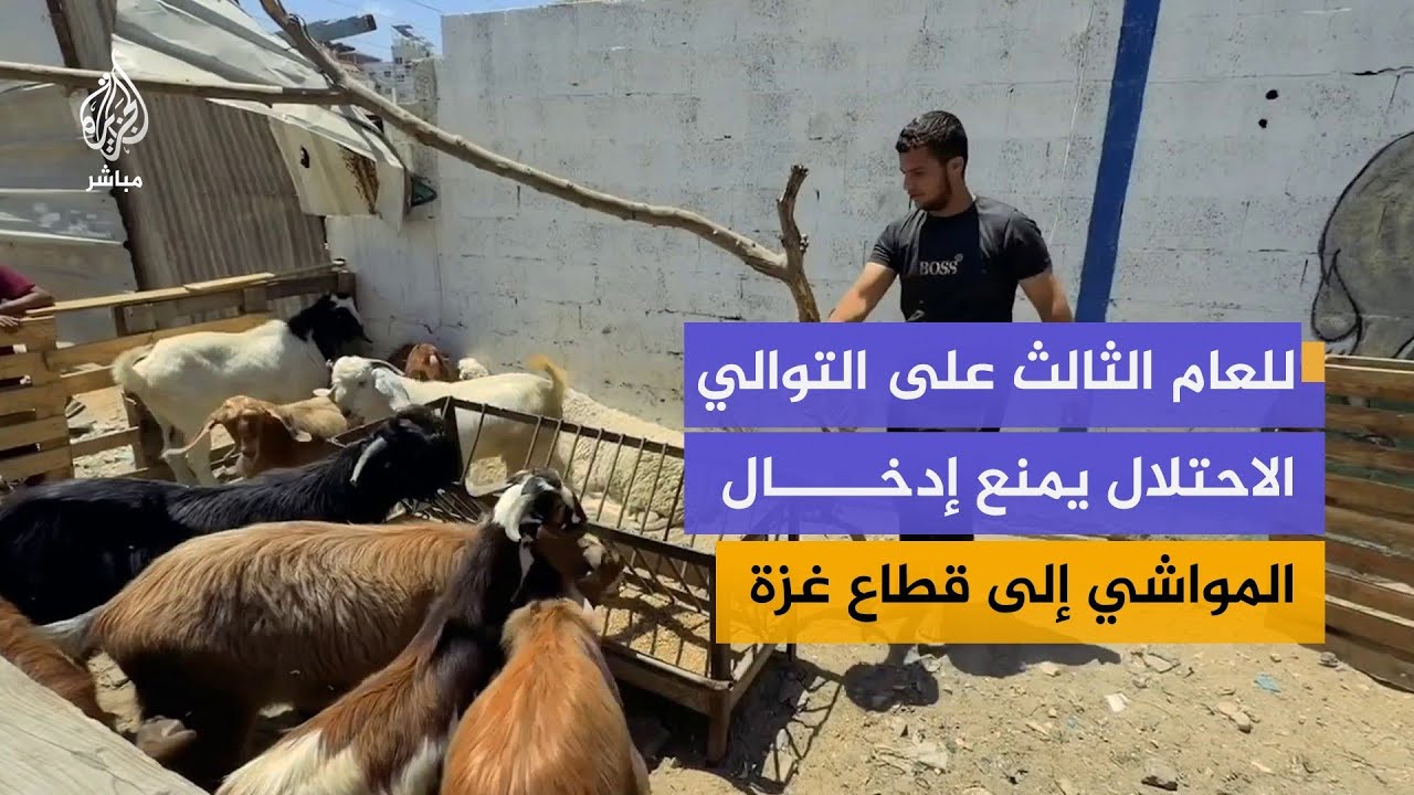 مع اقتراب عيد الأضحي.. الاحتلال يمنع إدخال المواشي لقطاع غزة