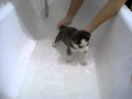 siberian husky puppy first bath - 1st bath cute and funny