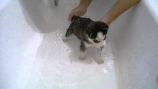 siberian husky puppy first bath  1st bath cute and funny