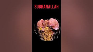 Medically Accurate Male Nervous System - 3d Animation #shots