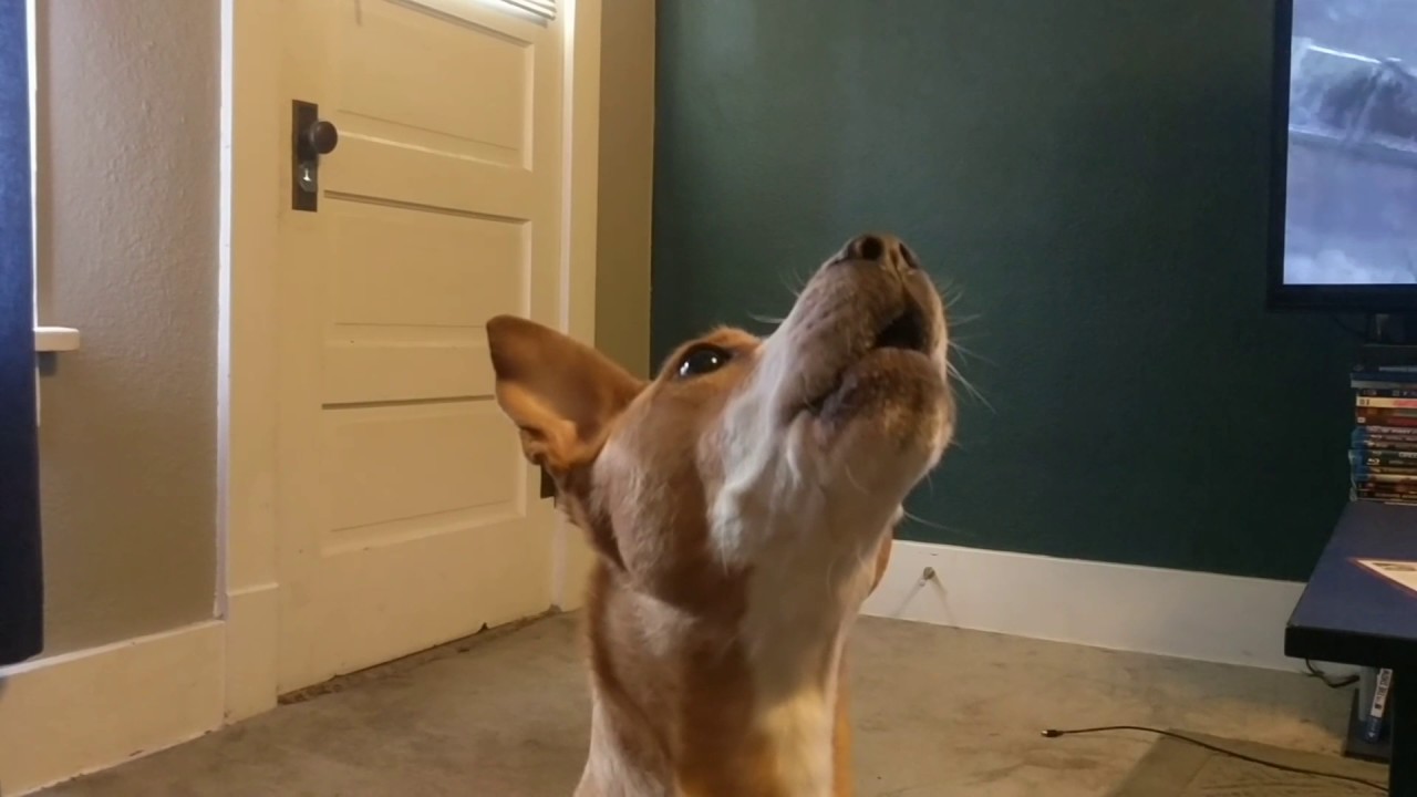 Resultado de imagen para basenji barks