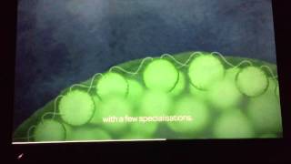 Micropia. Volvox Life Cycle