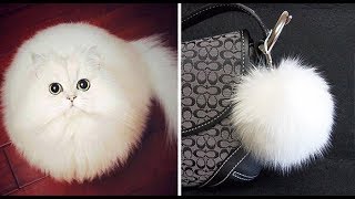 Смішні коти Смішні кішки приколи з котами і кішками - ТОП відео приколи до сліз Смішні коти Смішні кішки приколи з котами і кішками - ТОП відео приколи до сліз