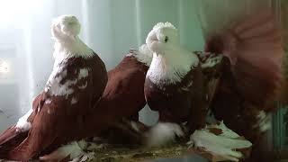 Благодарненская порода голубей - двухчубые бойные !!!