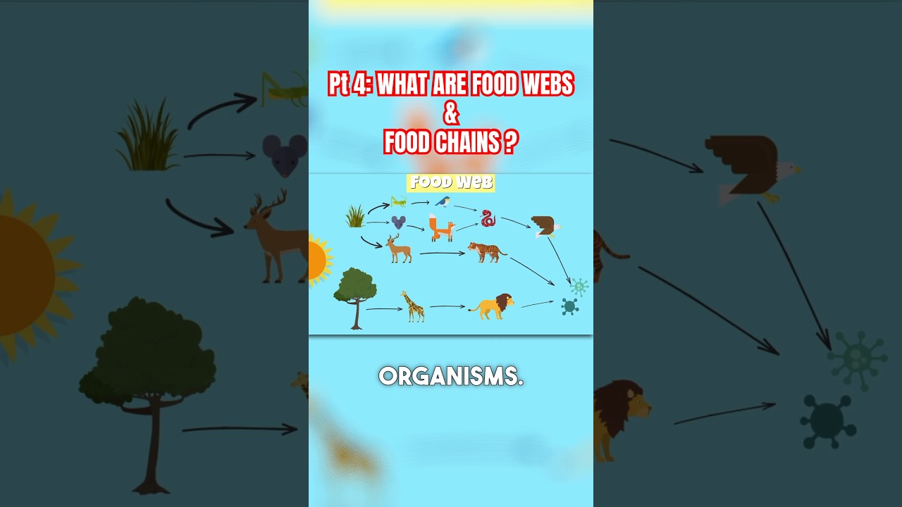 Part 4: 🔥 Food Webs & Food Chains Explained! 🌿🐾