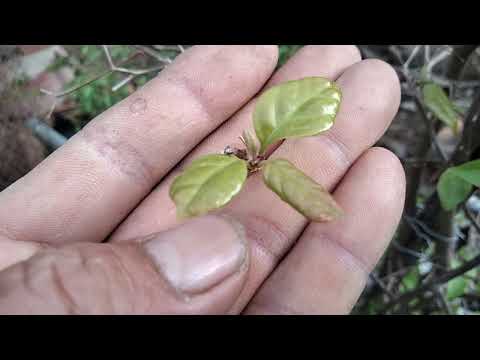 Video cách chăm hoa giấy cắt tết năm mươi lăm ngày vào nụ... - youtube