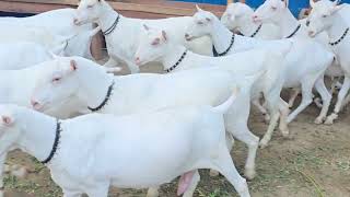 🔥 Russian Teddy Goat – A Successful Breed Popular in Every City of Pakistan! 🇵🇰🐐 🔥