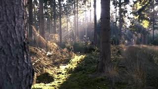 Sunlight through the Trees