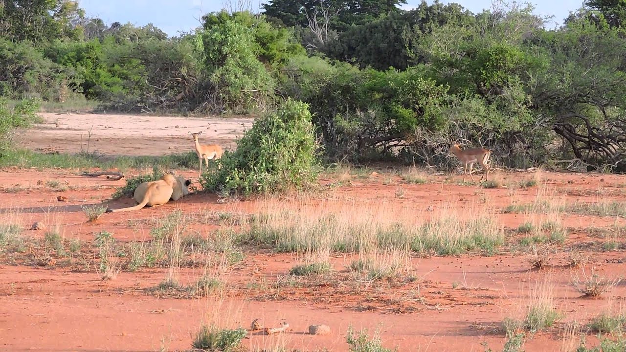 LA leonessa e la gazzella