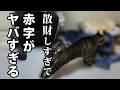 【50代・おひとりさま】散財しまくった月の家計簿公開!いくら赤字になったのか!?