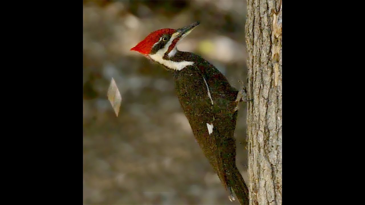 tree hut Pileated Woodpecker Foraging Tree 2