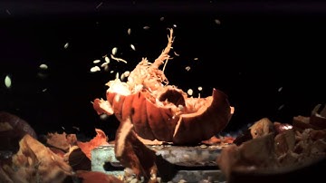 Super Slow Mo Pumpkin Smash (HD)