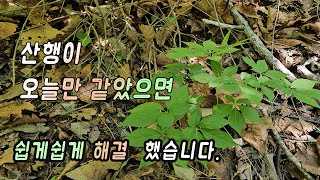 내꺼는 따로 있습니다...사람들 바글바글해도 발품이 최고...가족삼.야생산삼