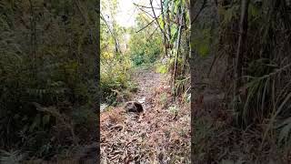 Lub 2 Hlis 3 Hlis Ntuj No Kab Tsw Sev Quaj Zom Zaws Kho Siab Kawg Li