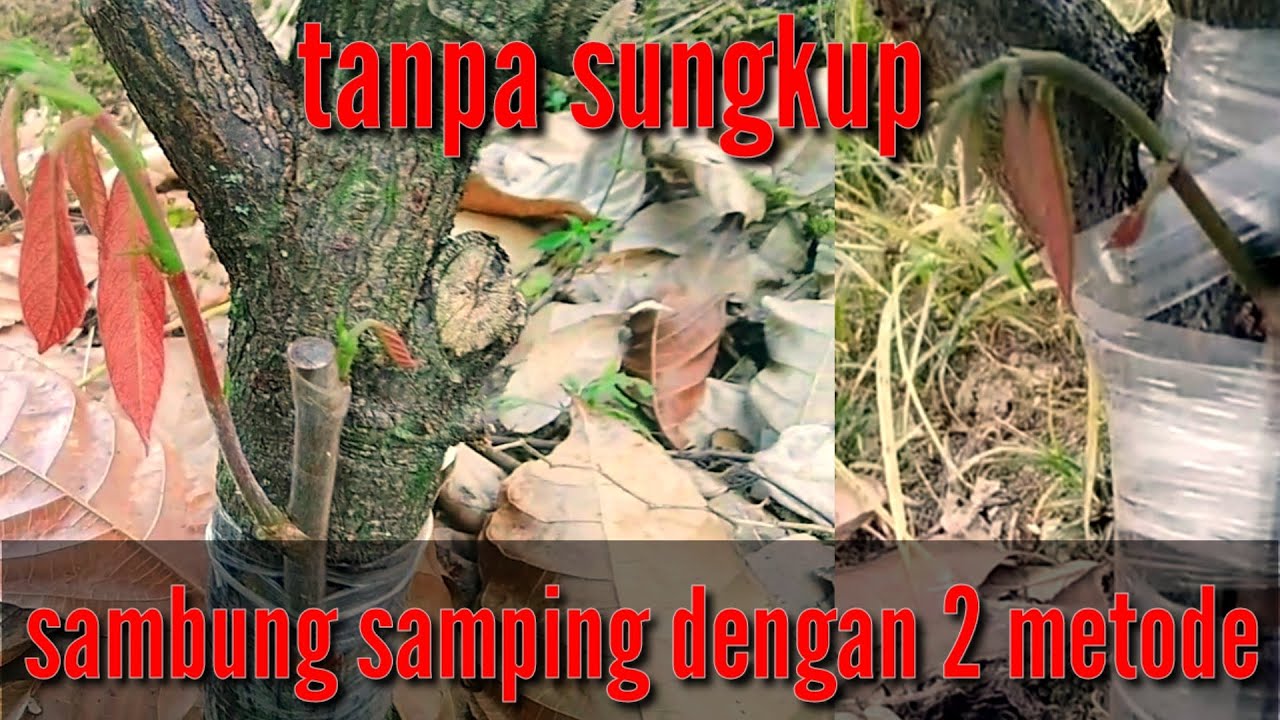 cara sambung samping kakao yang mudah tanpa sungkup @Ladang gayo