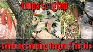 Easy way to graft cocoa on the side without using a cover @ladanggayo8793