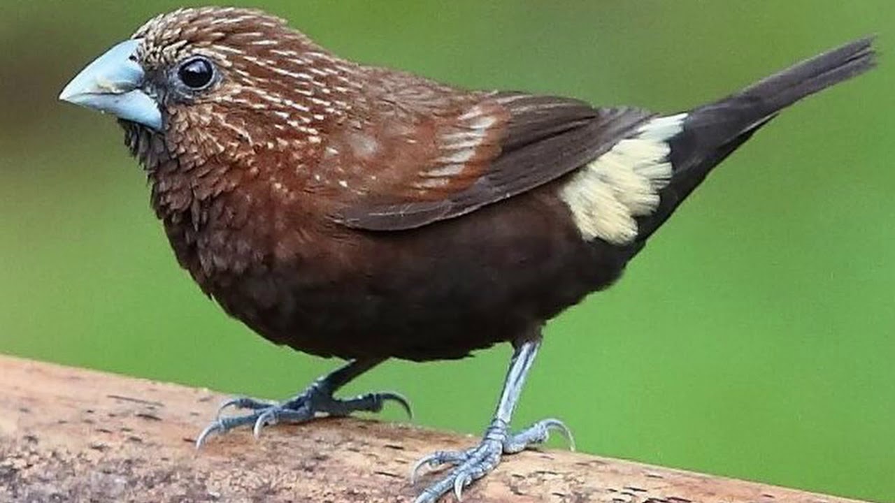 Burung Pipit Tidak Menanam || Lagu Sekolah Minggu || Iringan 