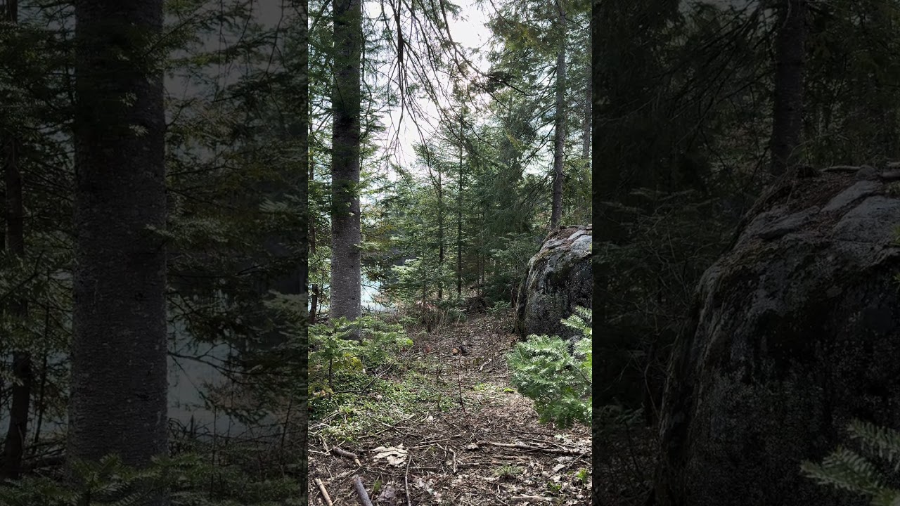 4k Spring Forest E18 27s #Naturelover #Expore #Beautiful #Peaceful #Relaxing #Spring #Canada #Forest