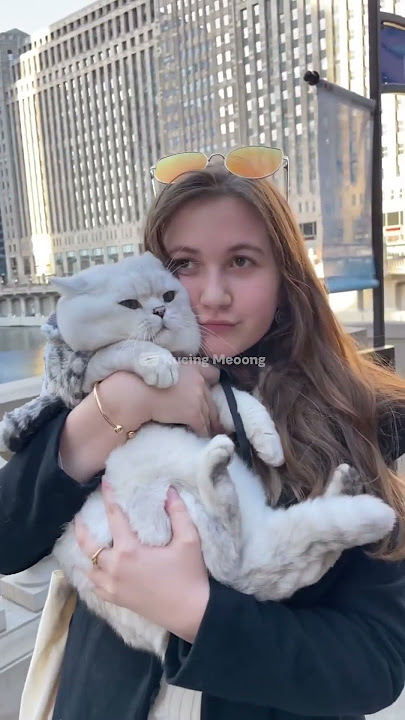 7 Ras Kucing Termahal di Dunia 🙀
