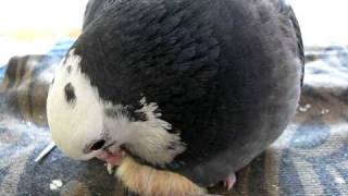 mother pigeon feeding her two days old baby / porumbita hranindusi puiul de doua zile