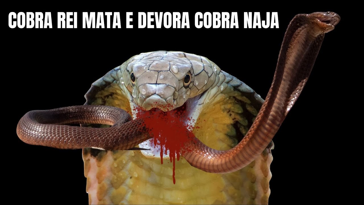 Cobra Rei Mata e Devora Cobra Naja | Biólogo Henrique Ophiophagus hanna