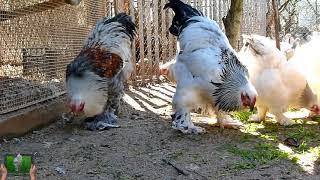 chicken breed- Young Brahma Bso,Light,Blue light,6- 6,5 - 7 months old - AGROKOTA.GR