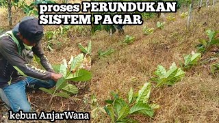 merunduk tanaman kopi kecil!! tujuannya untuk menumbuhkan tunas lebih banyak❗