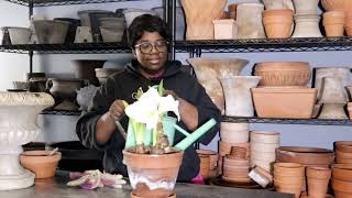 Amazon Unboxing :Changing Indoor Containers 🌸🌷 Amaryllis Bulb Aftercare + Michael's 🛍🛒 /Garden Queen