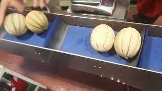 Vega - Clip Netting Machine 2 Melons - Retinatrice Con Clip 2 Meloni