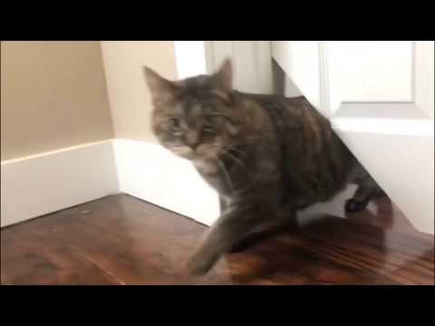 KittyKorner: Convert ANY Interior Door Into a Cat Portal