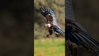 Only Bird Confirmed To View Humans As Prey 🦅😨 #shorts