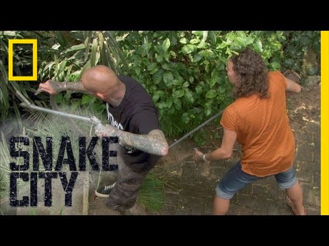 nat geo wild logo Monster-sized Mamba | Snake City