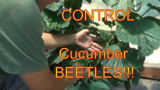 Identifying Cucumber Beetles, Eggs, And Larvae Homestead DIY Gardening