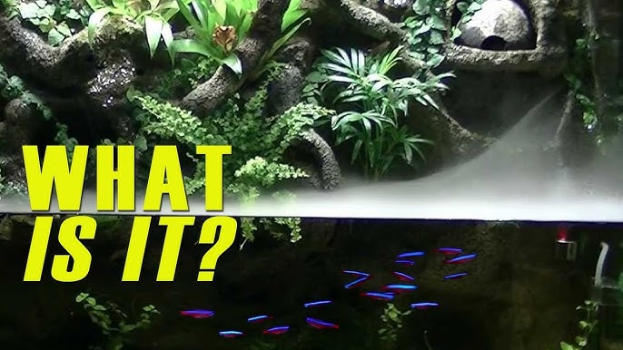 What is a Vivarium? – Al's Garden & Home