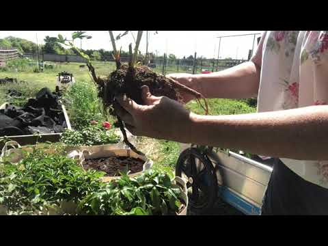 Video: Wanneer En Hoe Pioenrozen Transplanteren? Wanneer Is Het Beter Om Ze In De Herfst Naar Een Andere Plaats Te Transplanteren? Wanneer Bloeien Pioenrozen Na Het Verplanten?