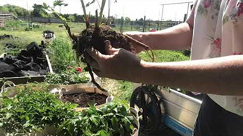 Digging up and Relocating Peony Plants - DayDayNews