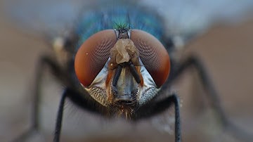 Fungus Fly Playing the Drums 🥁 - Macro Videography - Panasonic Lumix + Raynox DCR-250 - Macro Shots
