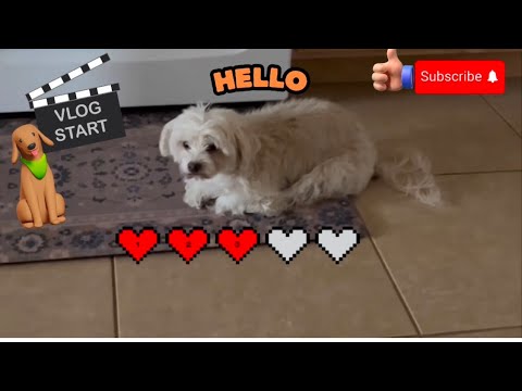 SKIPPY 🐶 DAILY ROUTINE 😘