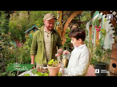 #არტიშოკი ორი სხვადასხვა თაობის მებაღე ერთ ოჯახში