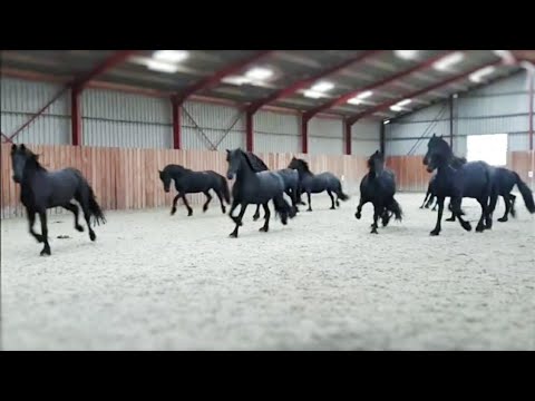 वीडियो: आयरिश खेल घोड़ा