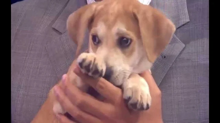 The Dangers of Rawhide: Ask the Dogologist