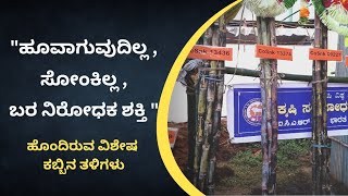 🌱ಕೃಷಿ ಸಂಶೋಧನಾ ಸಂಸ್ಥೆ , ಸಂಕೇಶ್ವರದಿಂದ ಬಿಡುಗಡೆಗೊಂಡ ವಿಶೇಷ ನೂತನ ಕಬ್ಬಿನ ತಳಿಗಳು !